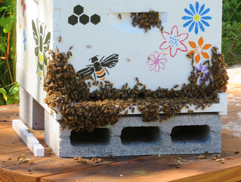 Bees congregating outside of south hive