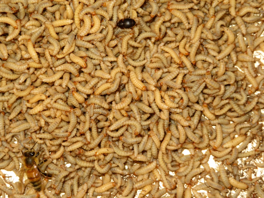 Small hive beetle larvae