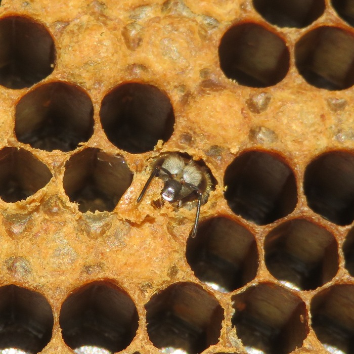 New bee emerging from cell