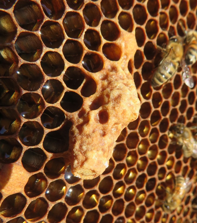 Capped queen cell in south hive