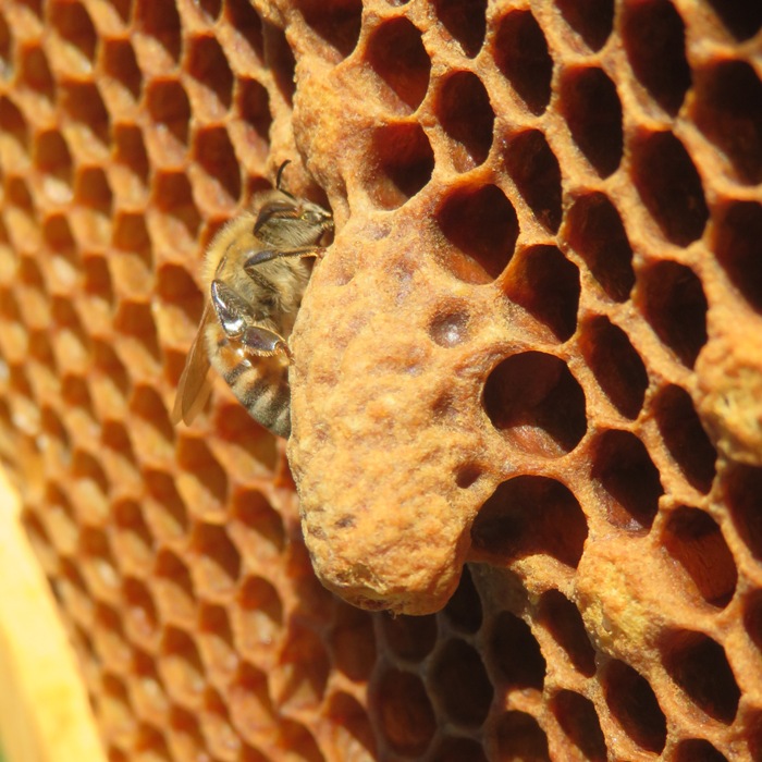 Capped queen cell in north hive