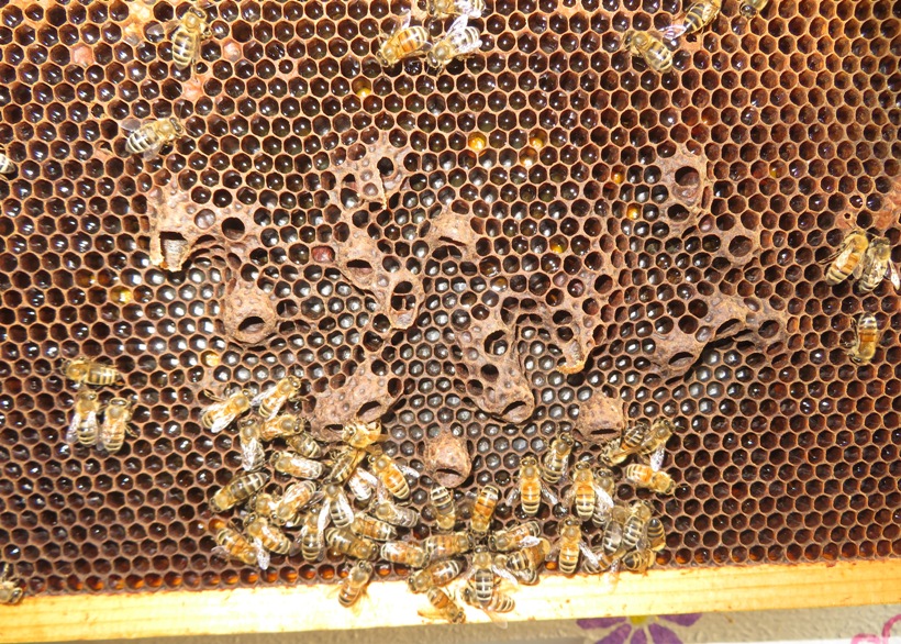 Queen cells in north hive