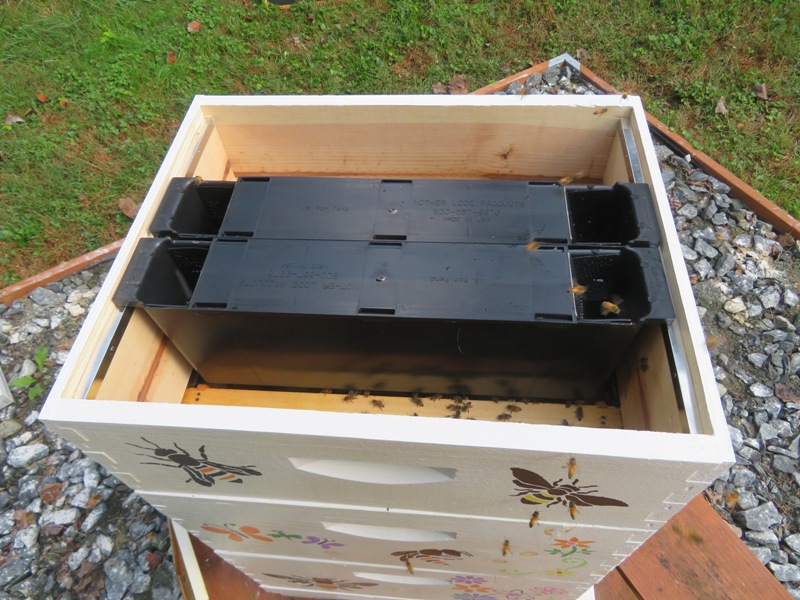 Two frame feeders in medium box