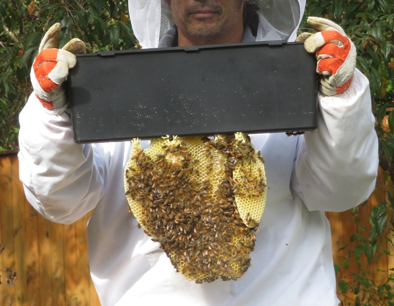 Me holding frame feeder with burr comb