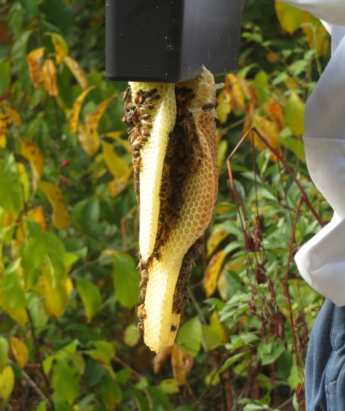 Side view of burr comb hanging from frame feeder