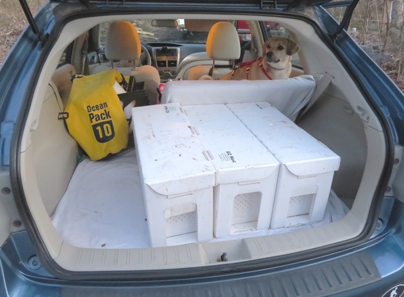 Loading nucs in my car with Daphne in the back seat