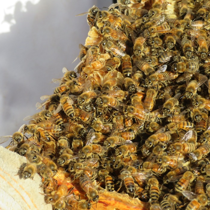 Happy bees on frame