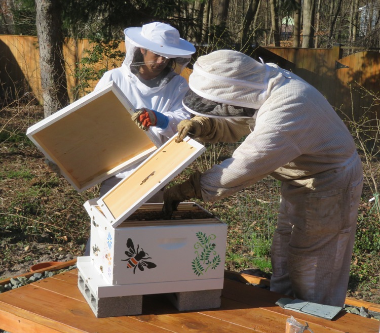 Feeding the bees a pollen patty