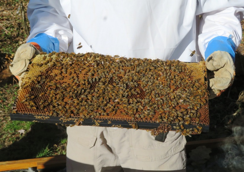 Moving a frame from the nuc to the hive