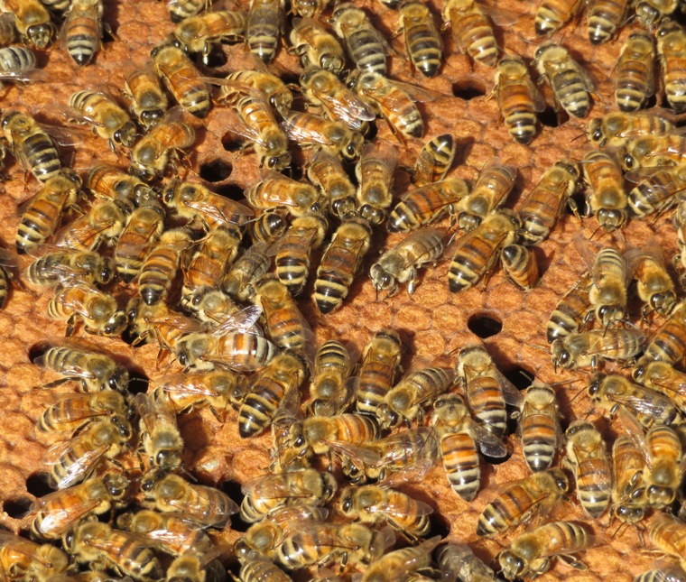 Lots of bees on capped brood