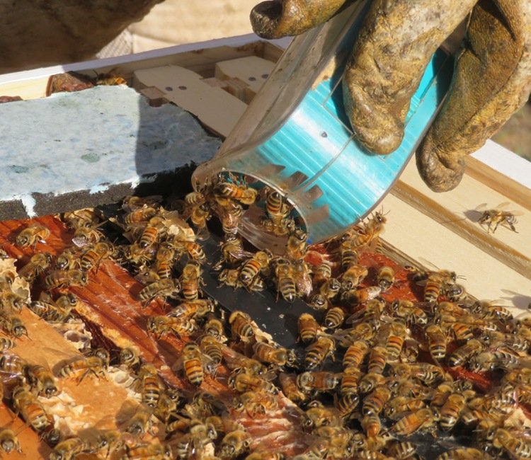 Releasing the north hive queen