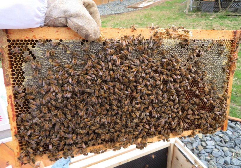 Lots of bees on a frame