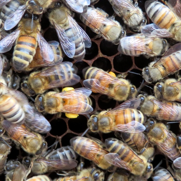 Pollen-laden bees