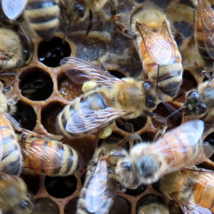 Worker with pollen on her legs