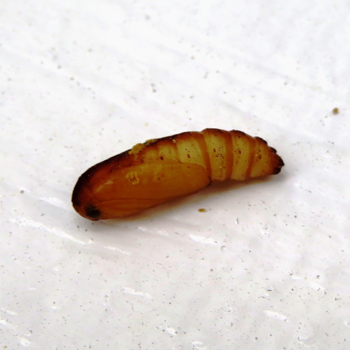 Greater wax moth chrysalis