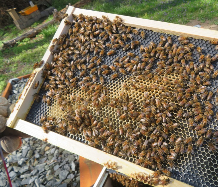 Bees making comb