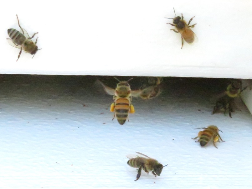 Bee in flight with pollen