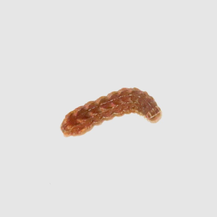 Non-bee larva pest