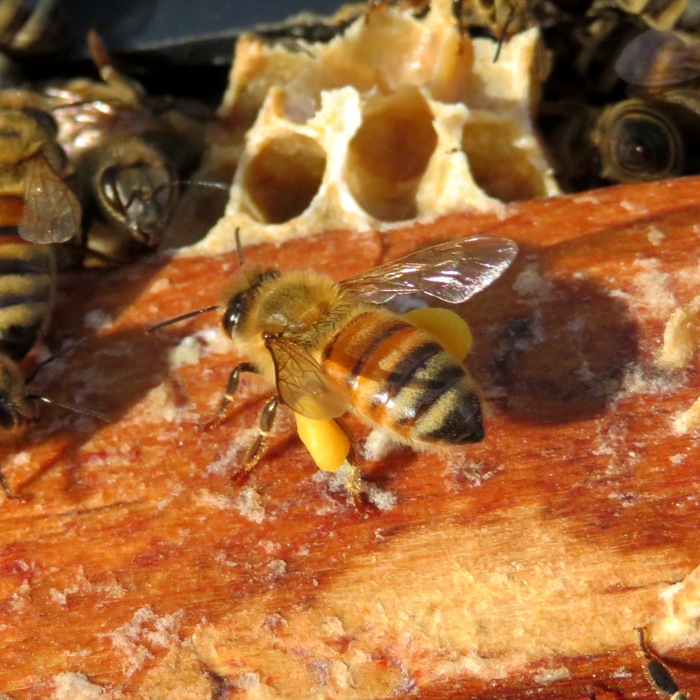 Worker with pollen