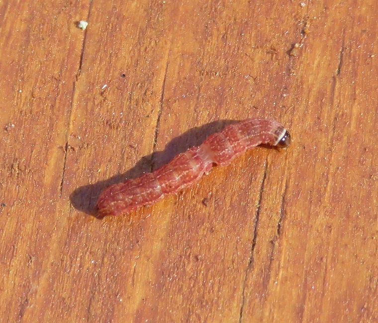 Red caterpillar