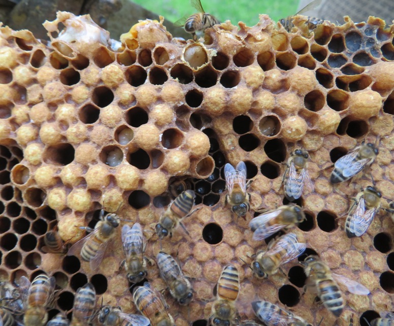 Drone capped brood