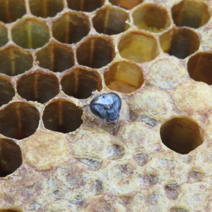 New bee chewing through cell cap