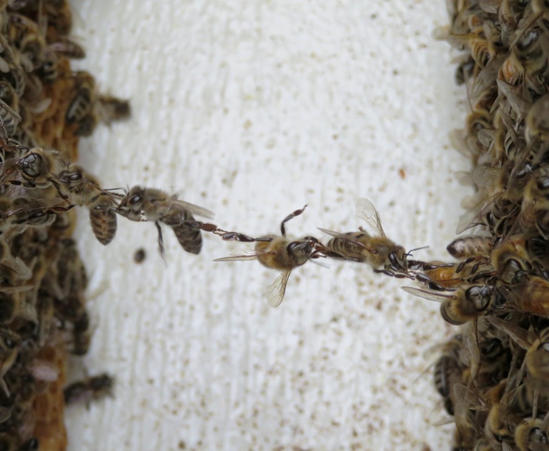 Chain of bees stretched between gap in hive