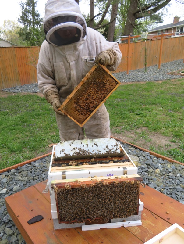 Eric doing alcohol wash mite count