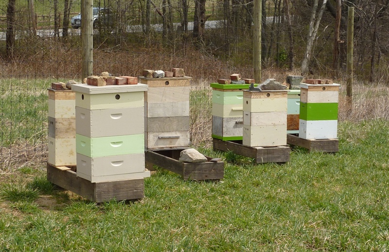 Several hives at Gorman Farms