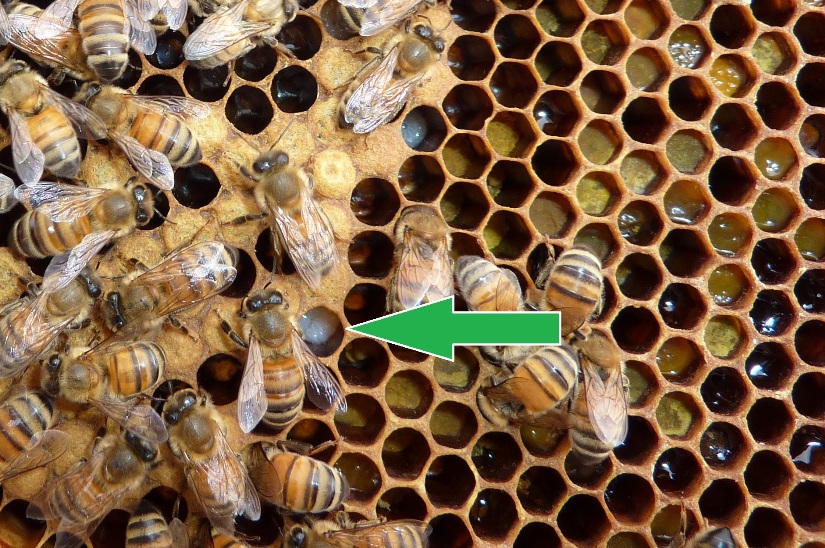 Larvae in cells