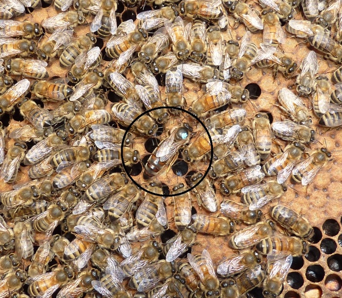 Queen surrounded by workers