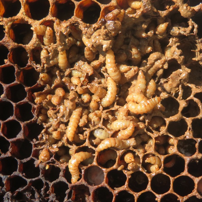 Small hive beetle larvae