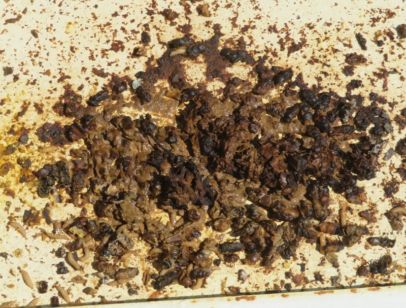 View of rotting things on baseboard