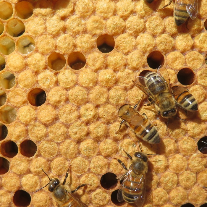 Capped brood