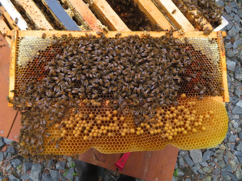 Frame from north hive where the only capped brood were male