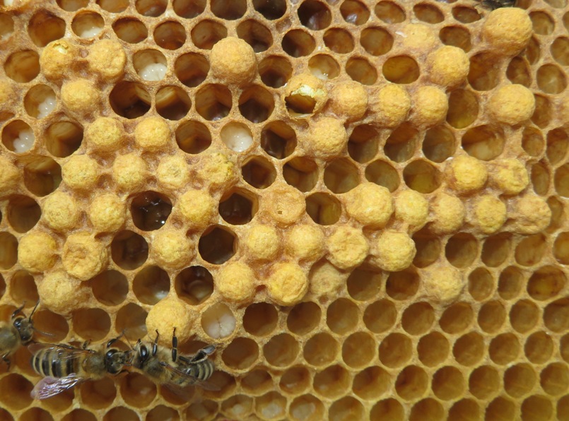 Capped brood that only contain drones