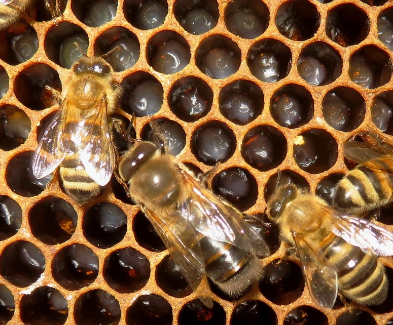 Drone and young larvae