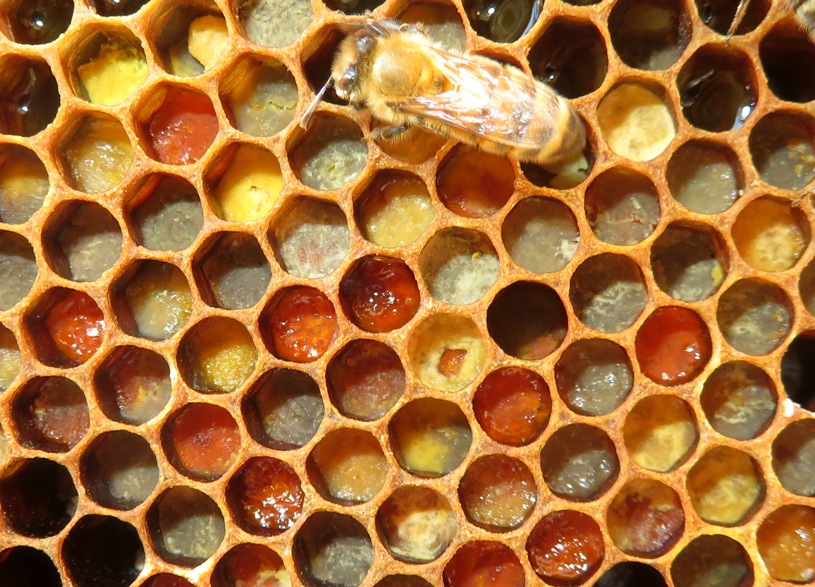 Cells filled with pollen