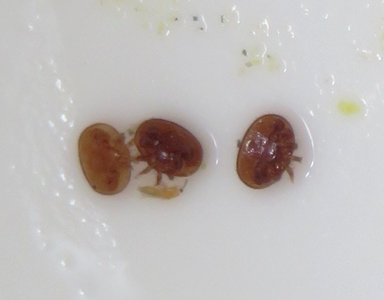 Three dead varroa mites