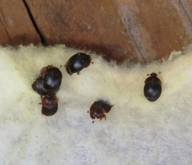 Small hive beetles caught in a Swiffer sheet