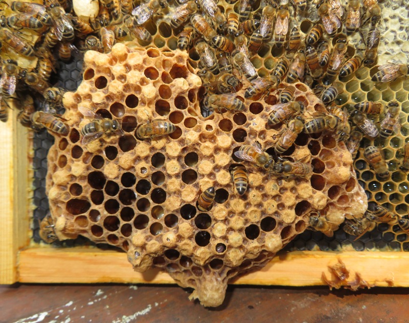 Comb built outward from frame can house drone brood and a queen cell