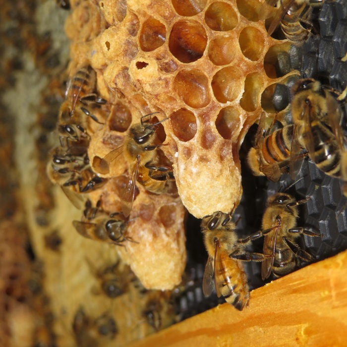 Side view of queen cells from south hive