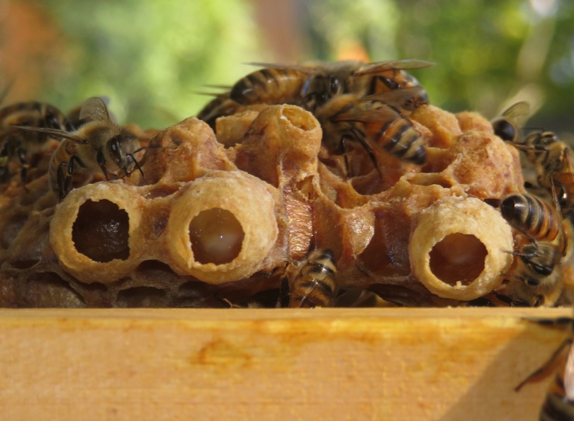 Looking inside queen cells.  Is that royal jelly?