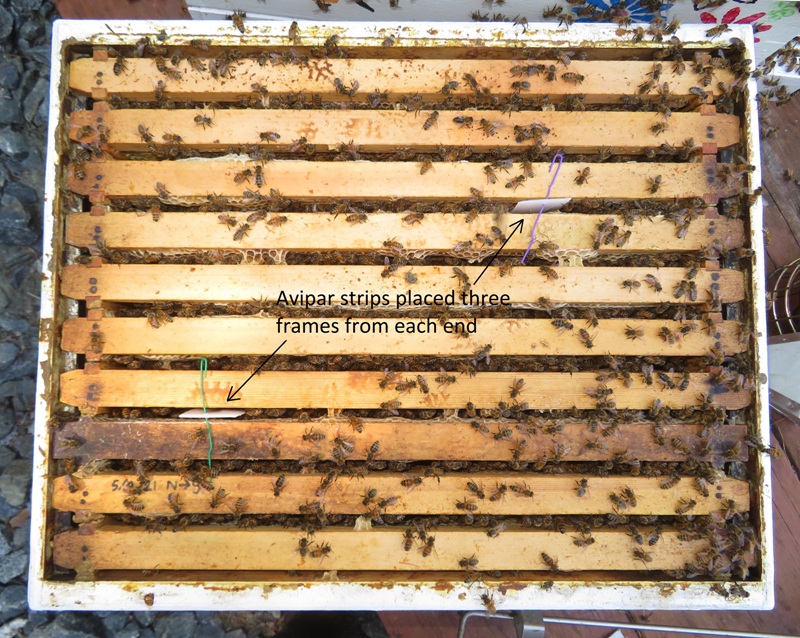 Looking down on deep box of north frame showing position of Avipar stripes