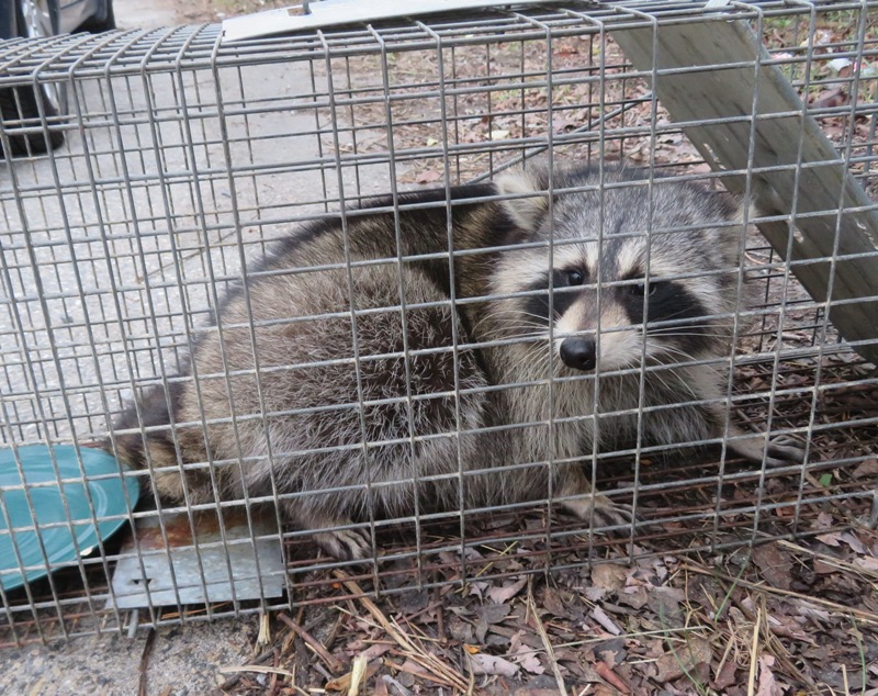 Raccoon about to be released