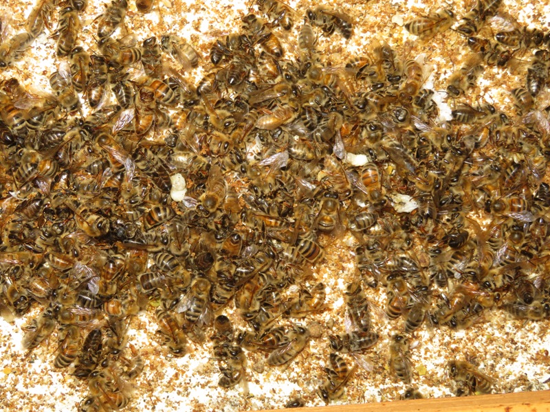 Dead bees in north hive