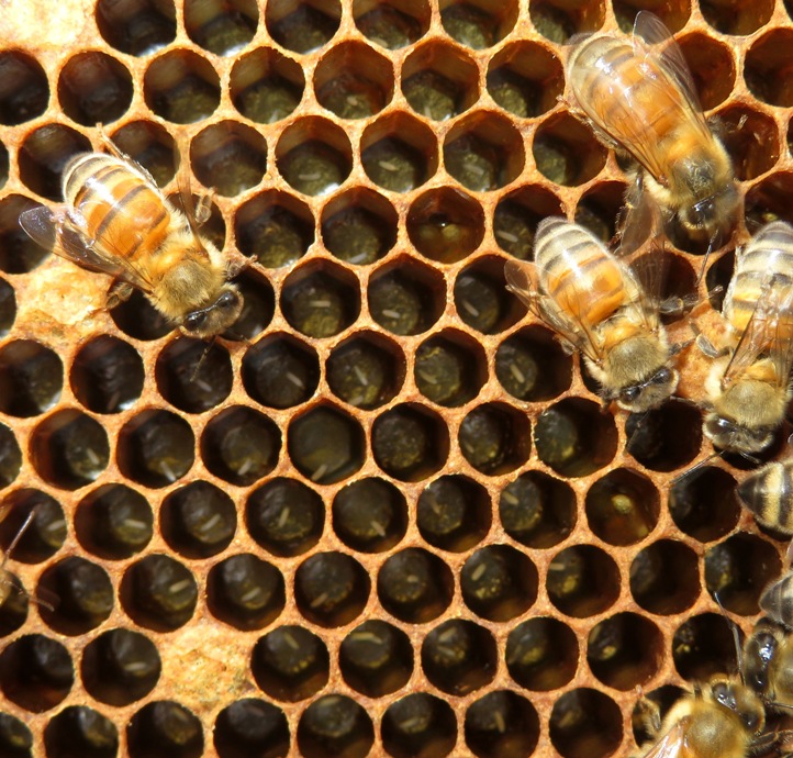 North hive eggs