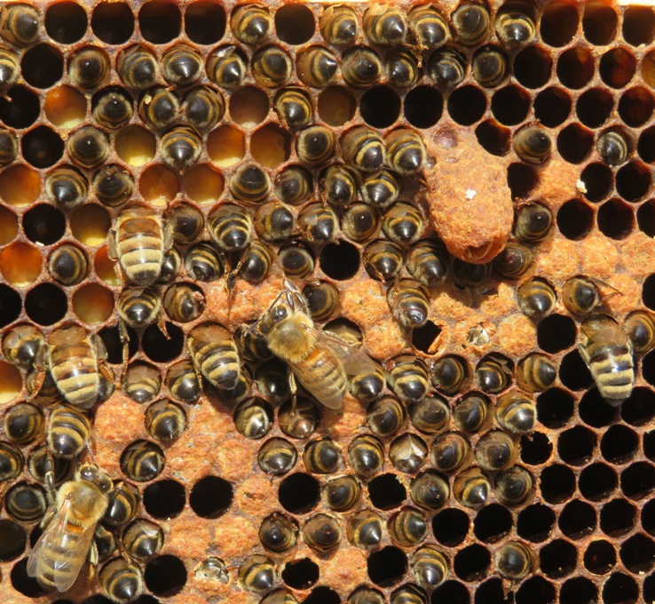 Dead bees from south hive around queen cell and capped brood