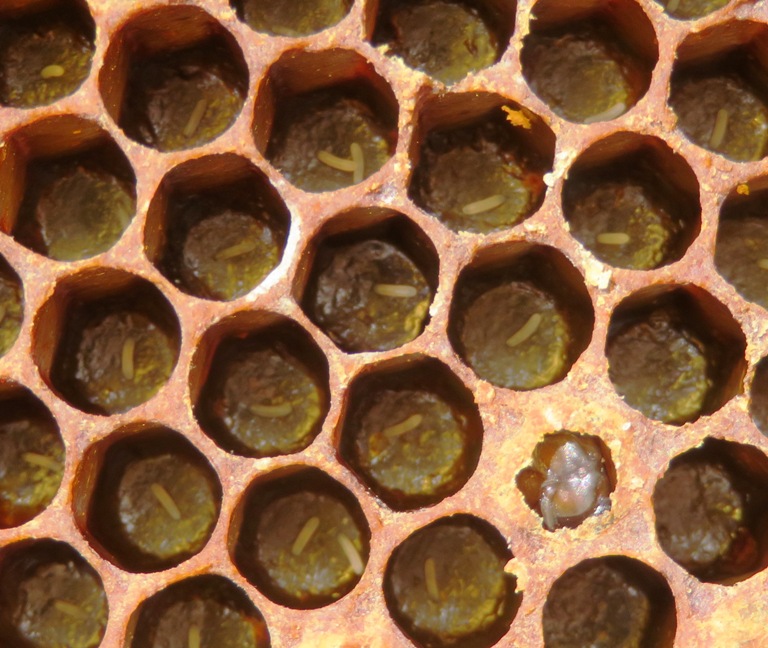 North hive eggs, some two to a cell