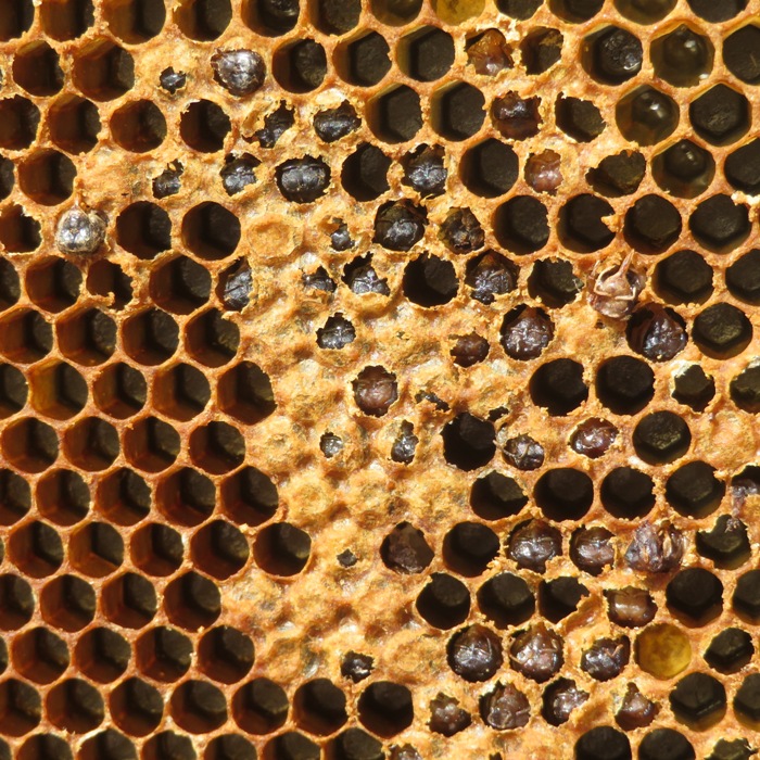 Dead bees in pupa cells